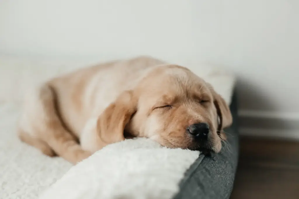 Puppy sleeping