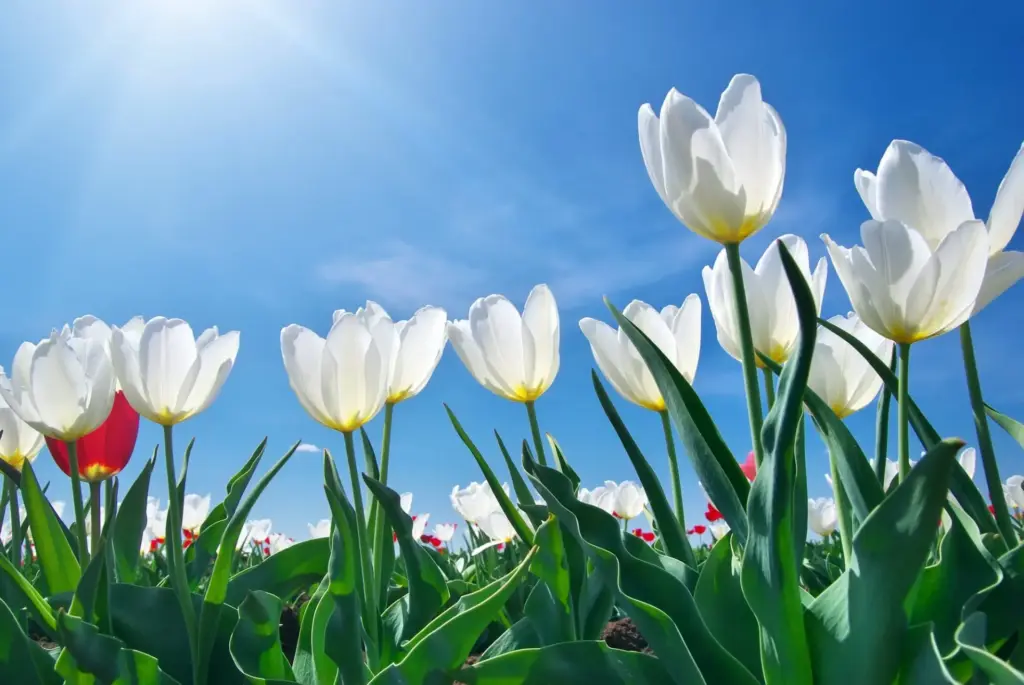 Tulips La Ronge COunselling