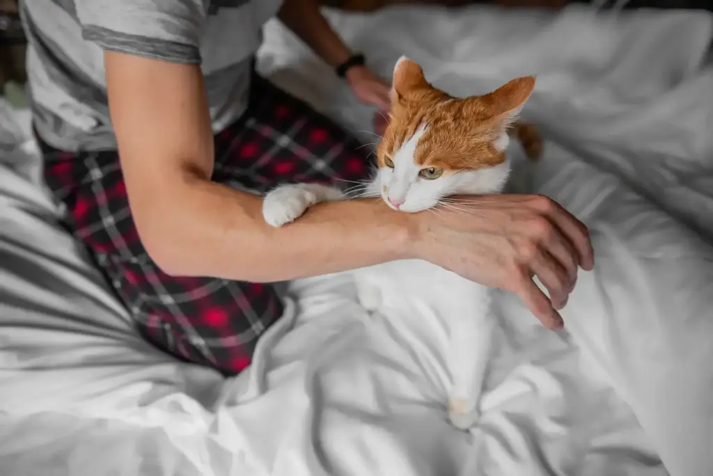 Rabid white-red cat furiously scratched, bit through the mans hand until it bled. Pet attack.