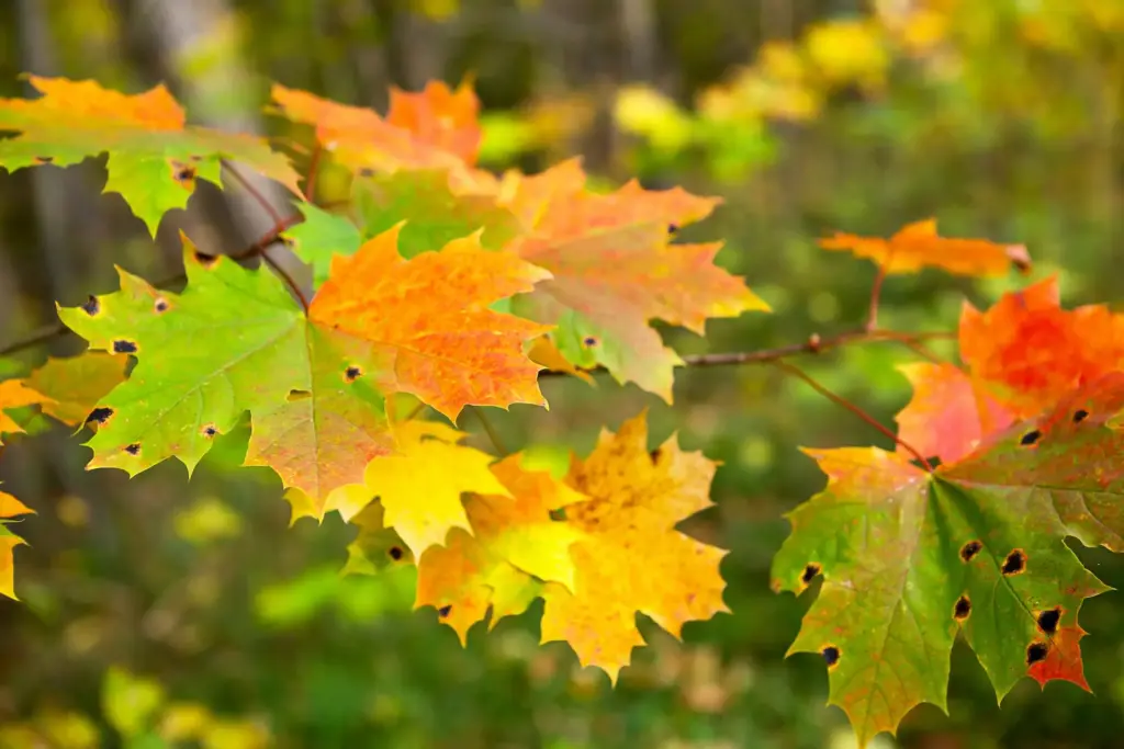 Colorful maple leaves on the tree in autumn - with red, yellow and green spots. Autumn