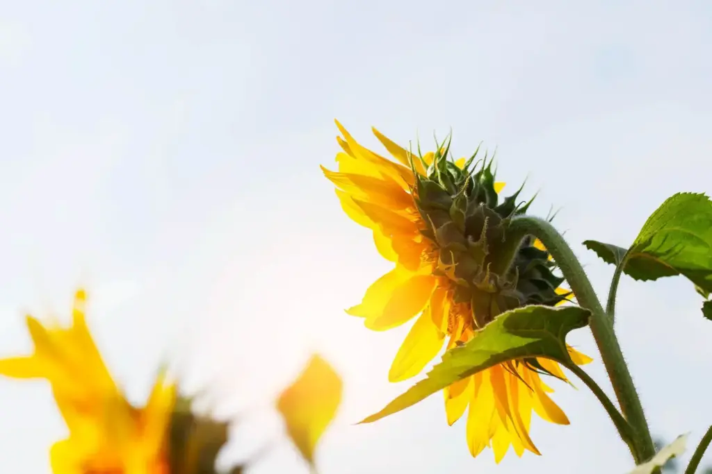 Sunflower at the sunlight