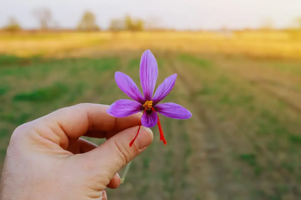 Extraction of stigmas of saffron fields of violet safran at harvest time